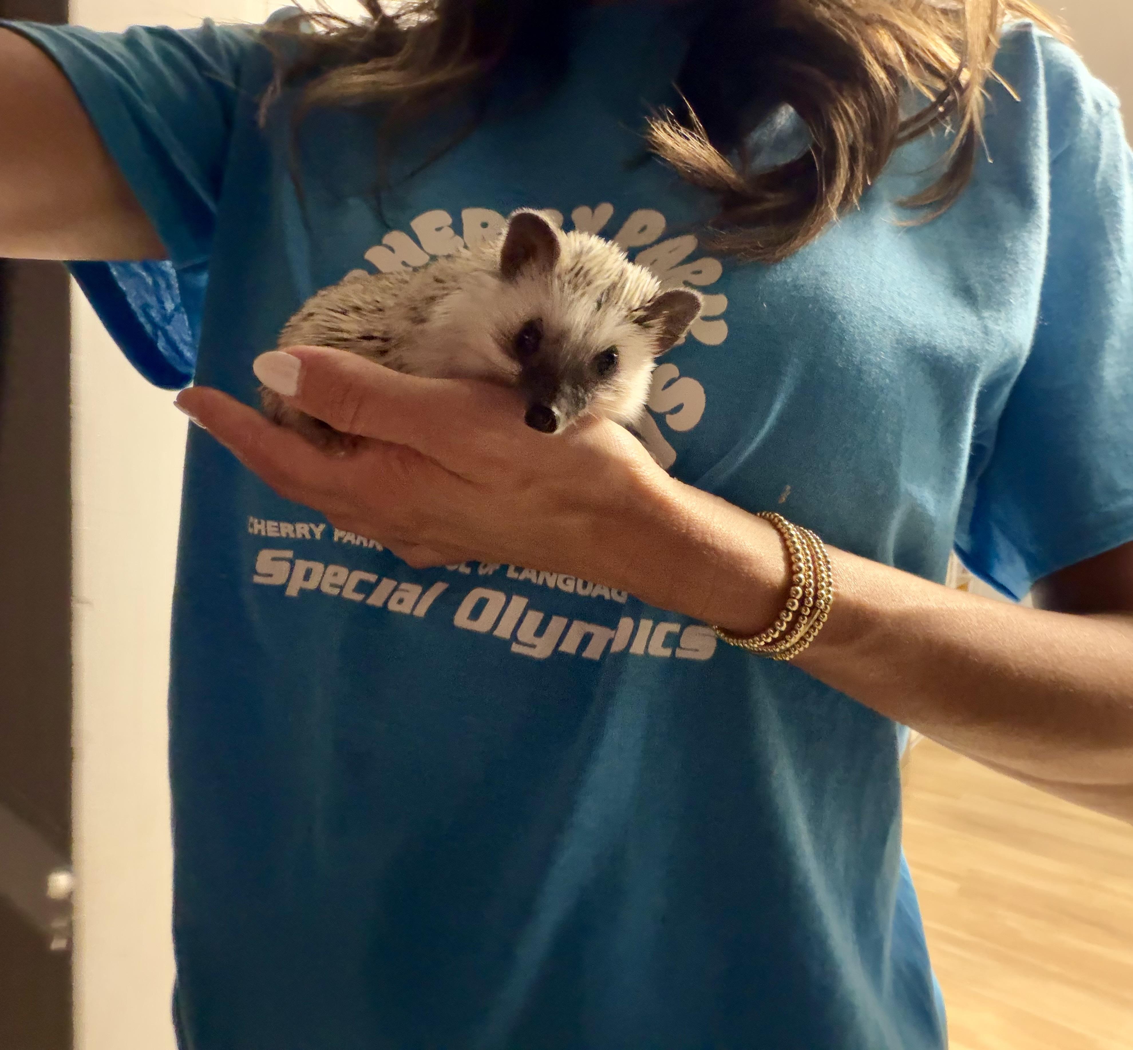 Enlarge Eve, a ADOPTABLE Hedgehog in Rock Hill, SC image 2/6