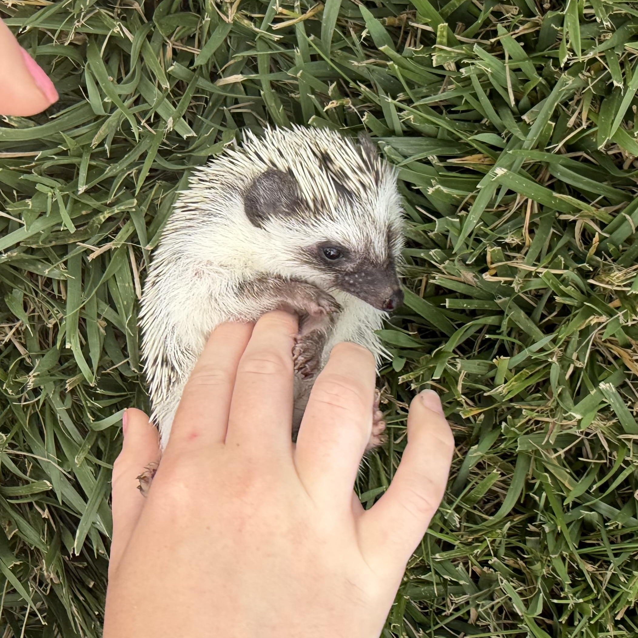Enlarge Eve, a ADOPTABLE Hedgehog in Rock Hill, SC image 5/6