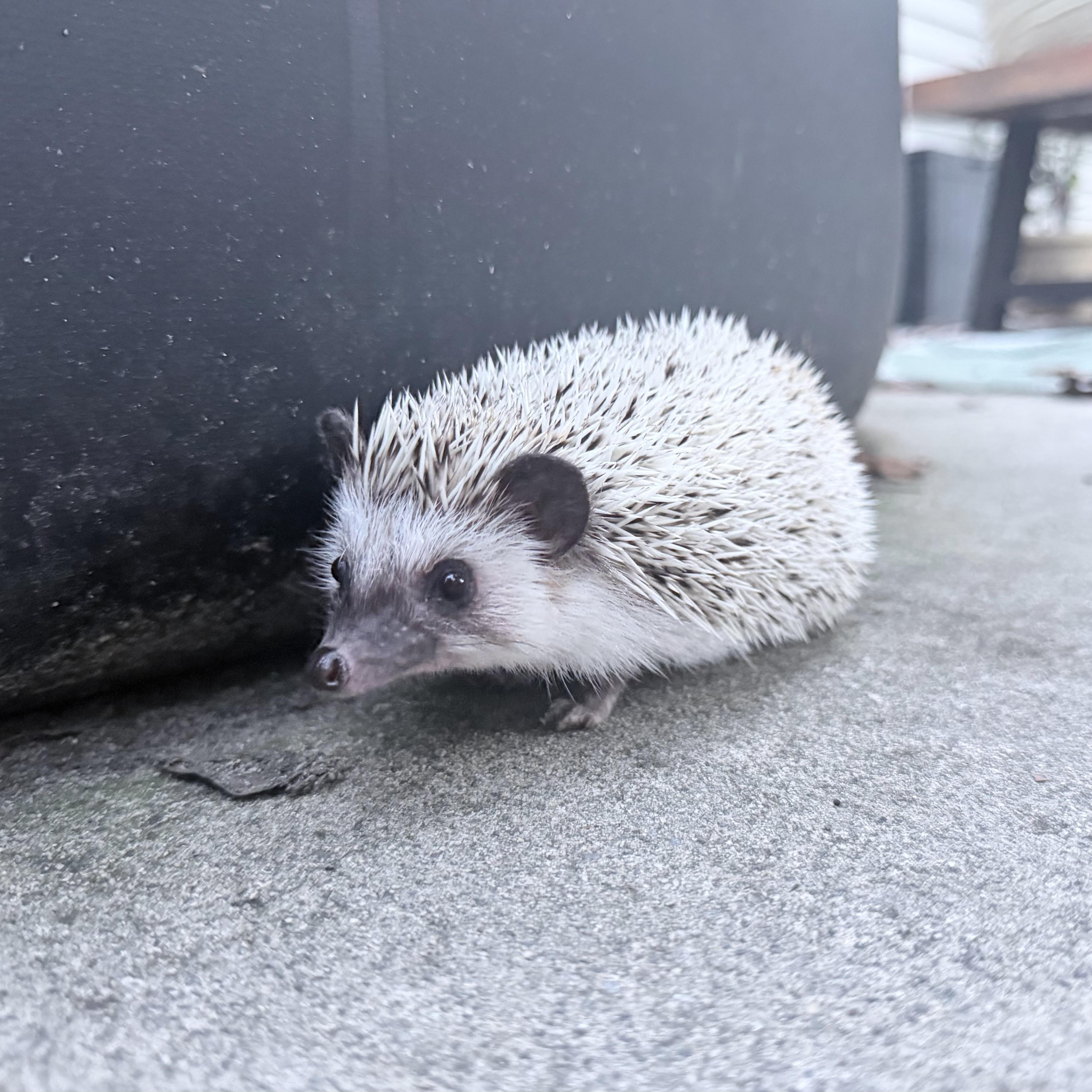 Eve, ADOPTABLE, Baby Female Hedgehog.