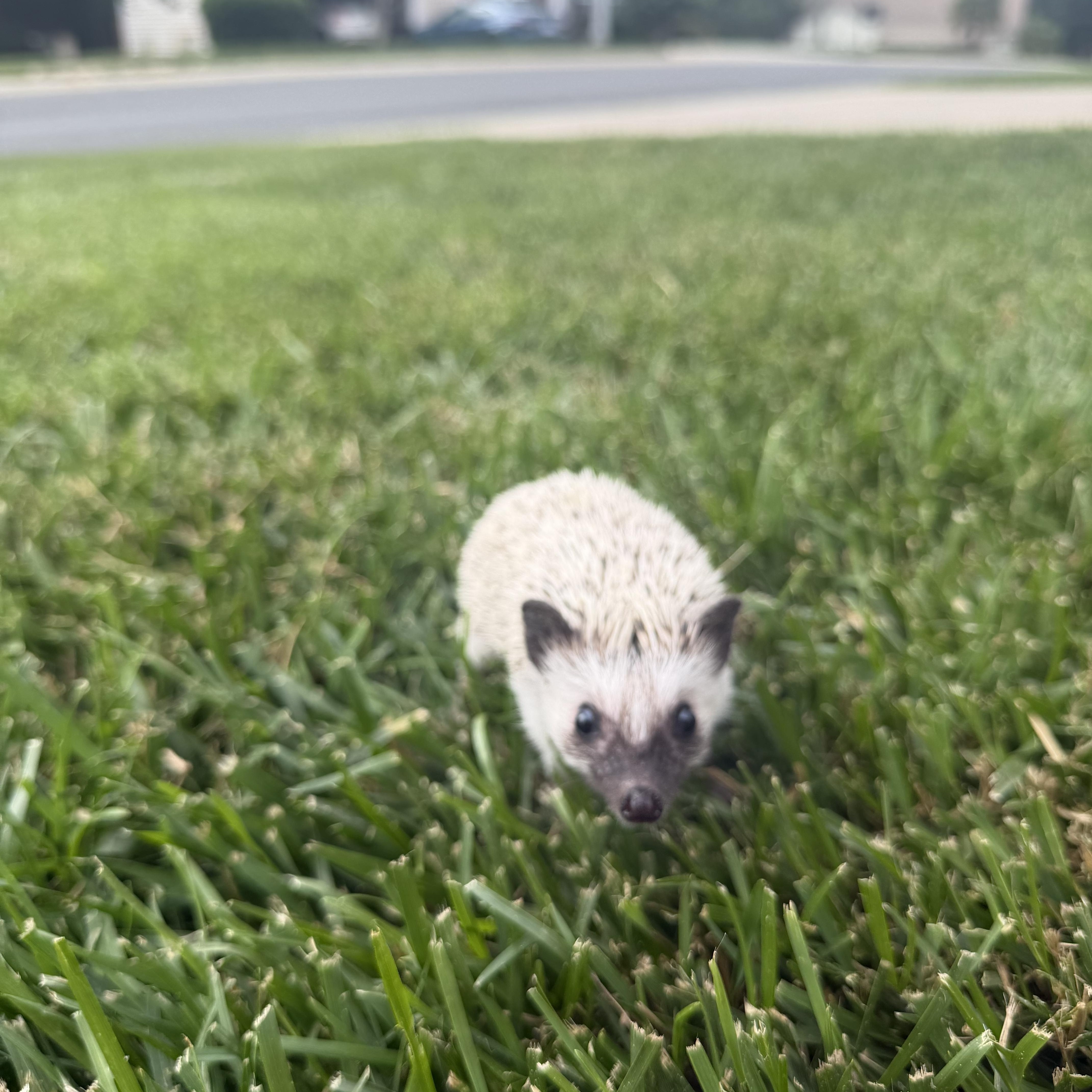 Enlarge Eve, a ADOPTABLE Hedgehog in Rock Hill, SC image 4/6