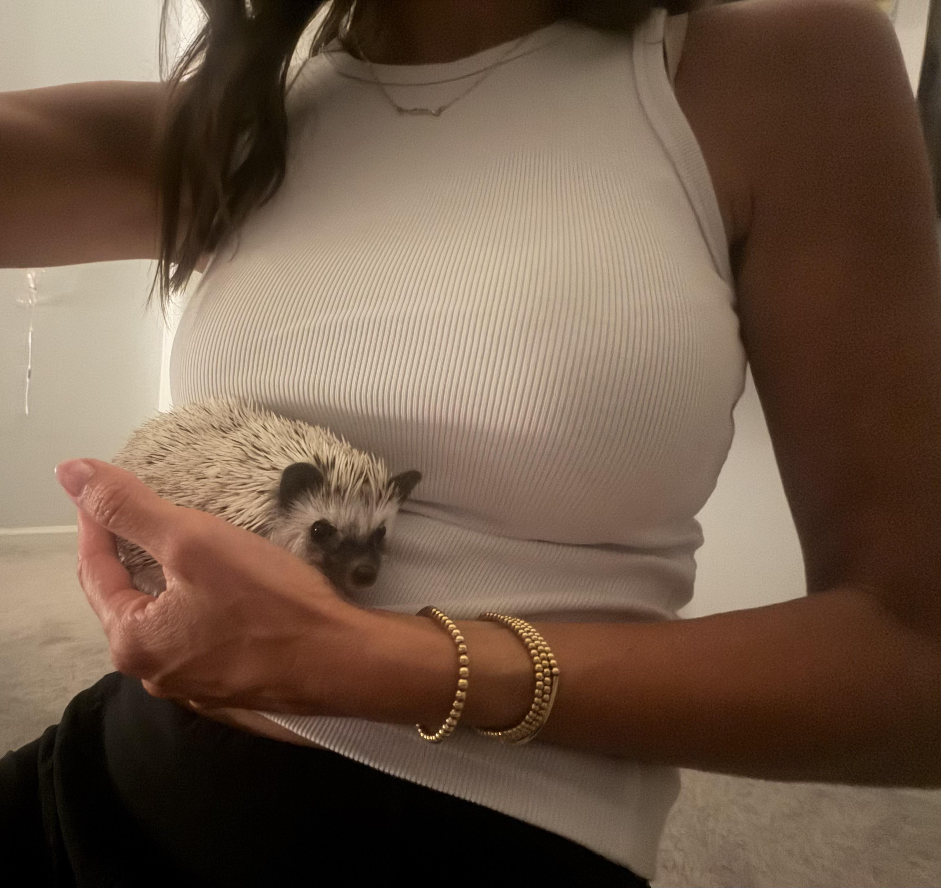 Enlarge Eve, a ADOPTABLE Hedgehog in Rock Hill, SC image 6/6