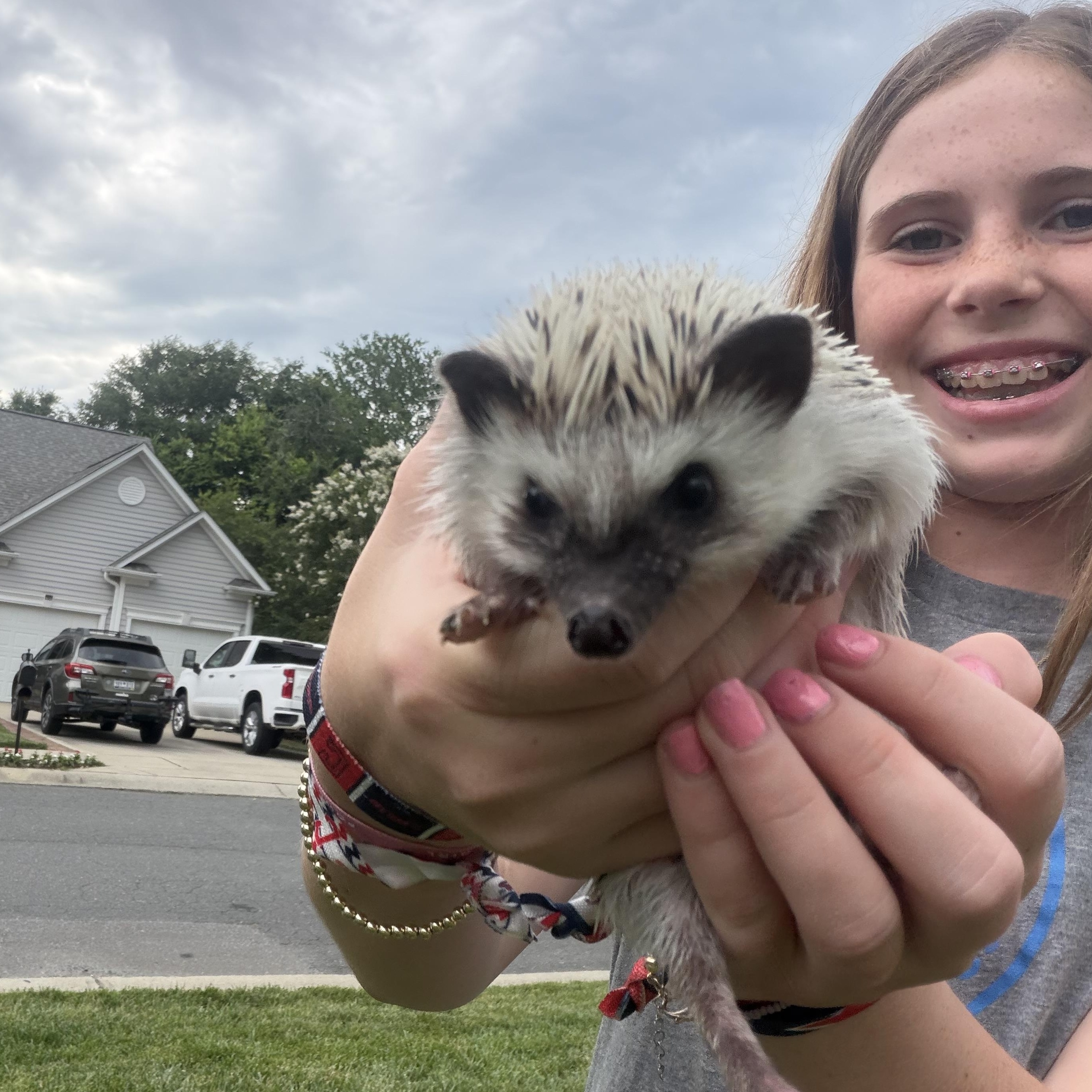 Enlarge Eve, a ADOPTABLE Hedgehog in Rock Hill, SC image 3/6