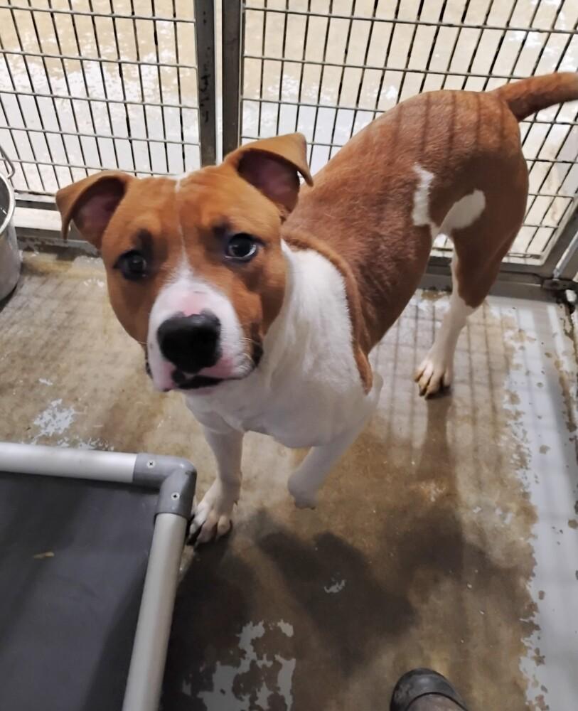 Bruce #21, Adoptable, Adult Male Pit Bull Terrier.