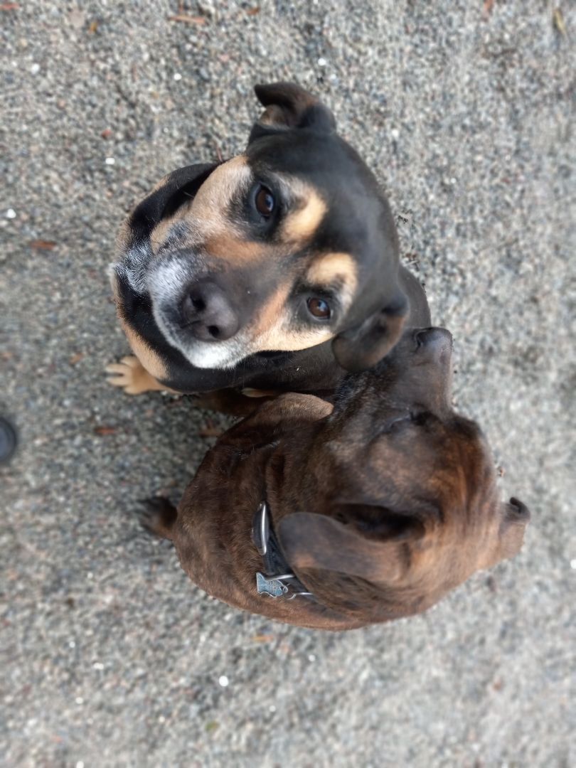 Star, Adoptable, Adult Female Rottweiler.