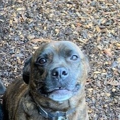 Enlarge Star, a Adoptable mixed breed in Gualala, CA image 2/2