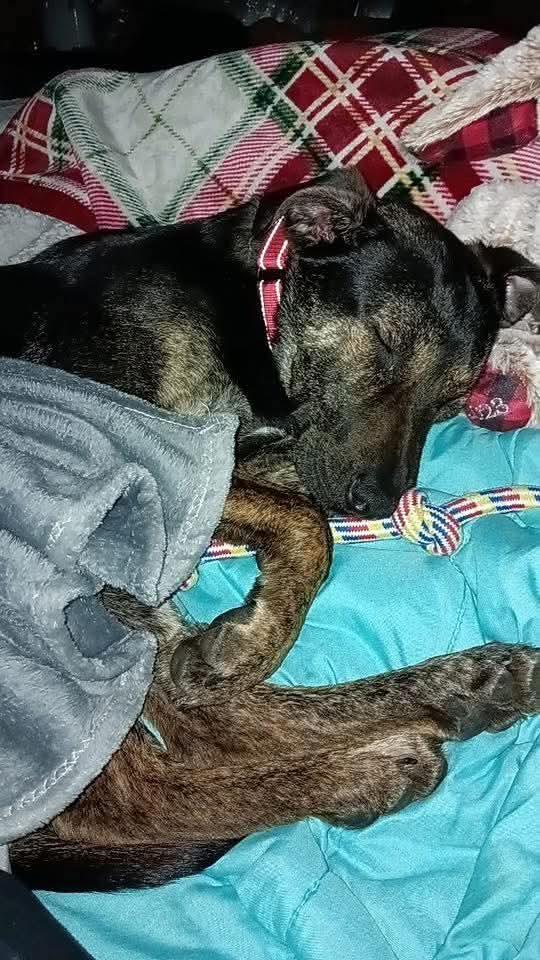 Enlarge Jackson, a Adoptable mixed breed in East Peoria, IL image 4/5