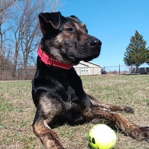 Enlarge Jackson, a Adoptable mixed breed in East Peoria, IL image 5/5