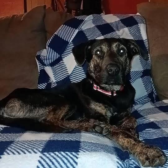 Enlarge Jackson, a Adoptable mixed breed in East Peoria, IL image 2/5