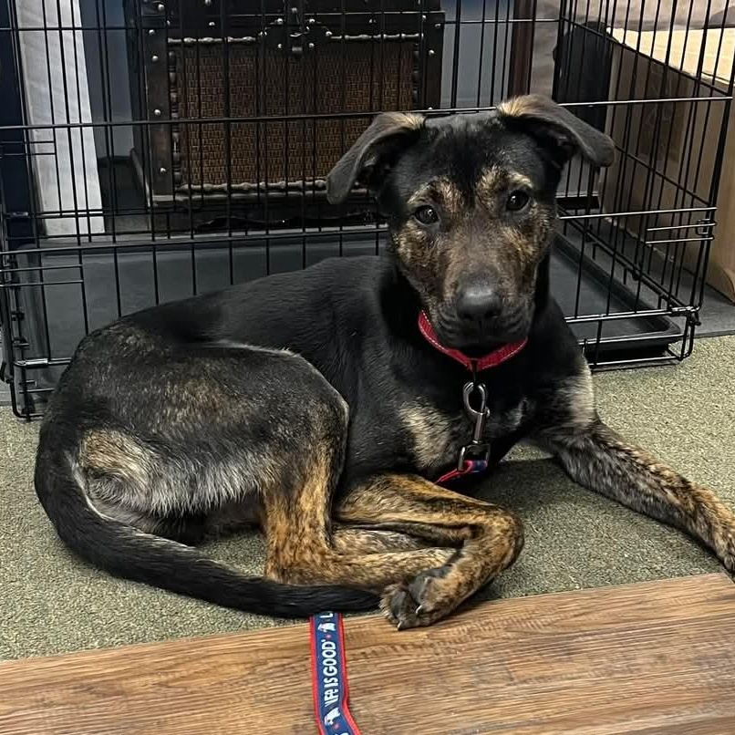 Enlarge Jackson, a Adoptable mixed breed in East Peoria, IL image 1/5
