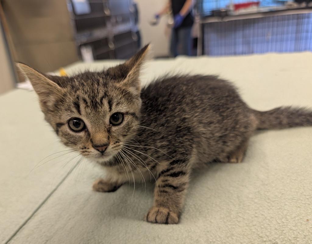 CK 2, Adoptable, Kitten Female Domestic Short Hair.