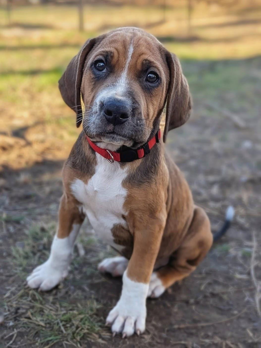 Enlarge Sequoia (Male), a Adoptable English Coonhound in TULSA, OK image 5/6