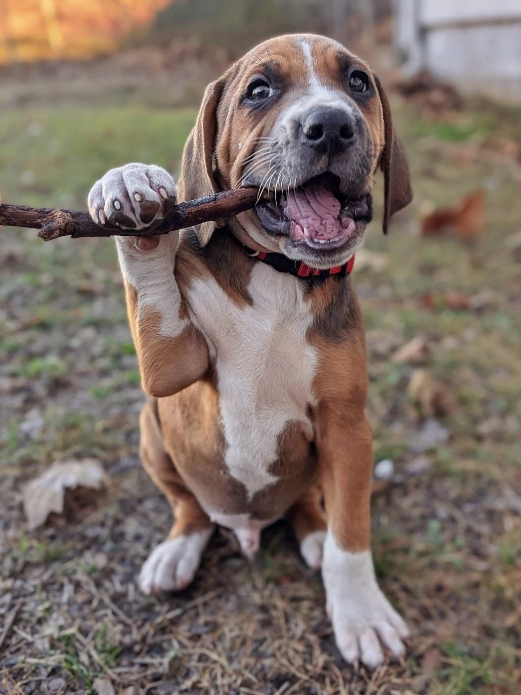 Enlarge Sequoia (Male), a Adoptable English Coonhound in TULSA, OK image 6/6