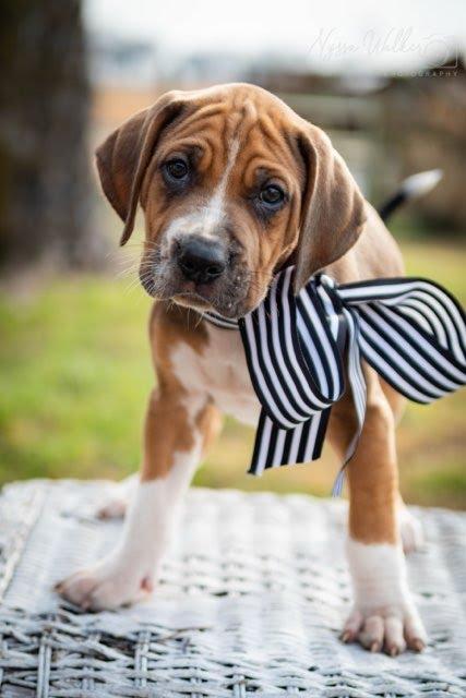 Enlarge Sequoia (Male), a Adoptable English Coonhound in TULSA, OK image 4/6