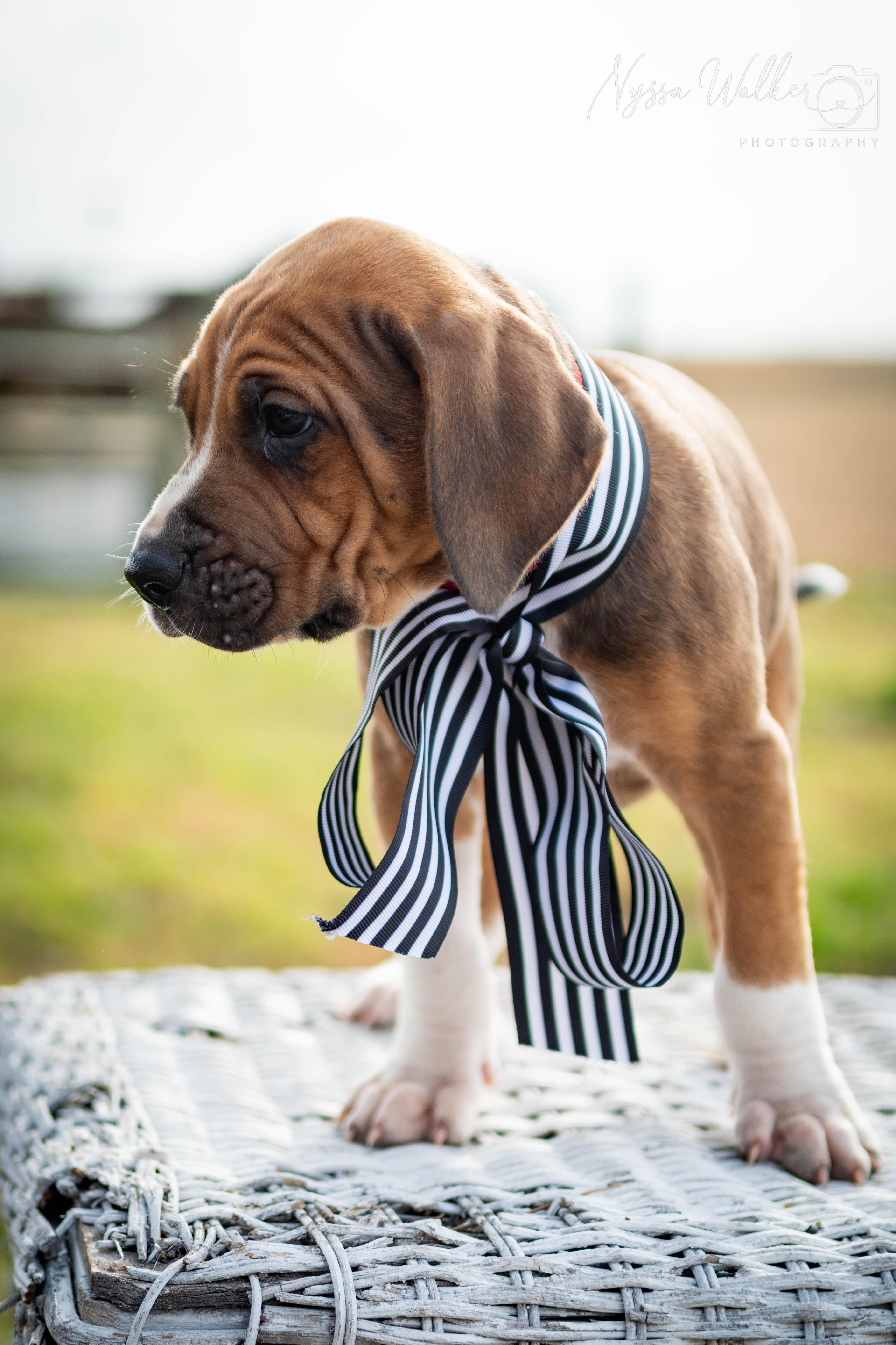 Enlarge Sequoia (Male), a Adoptable English Coonhound in TULSA, OK image 3/6