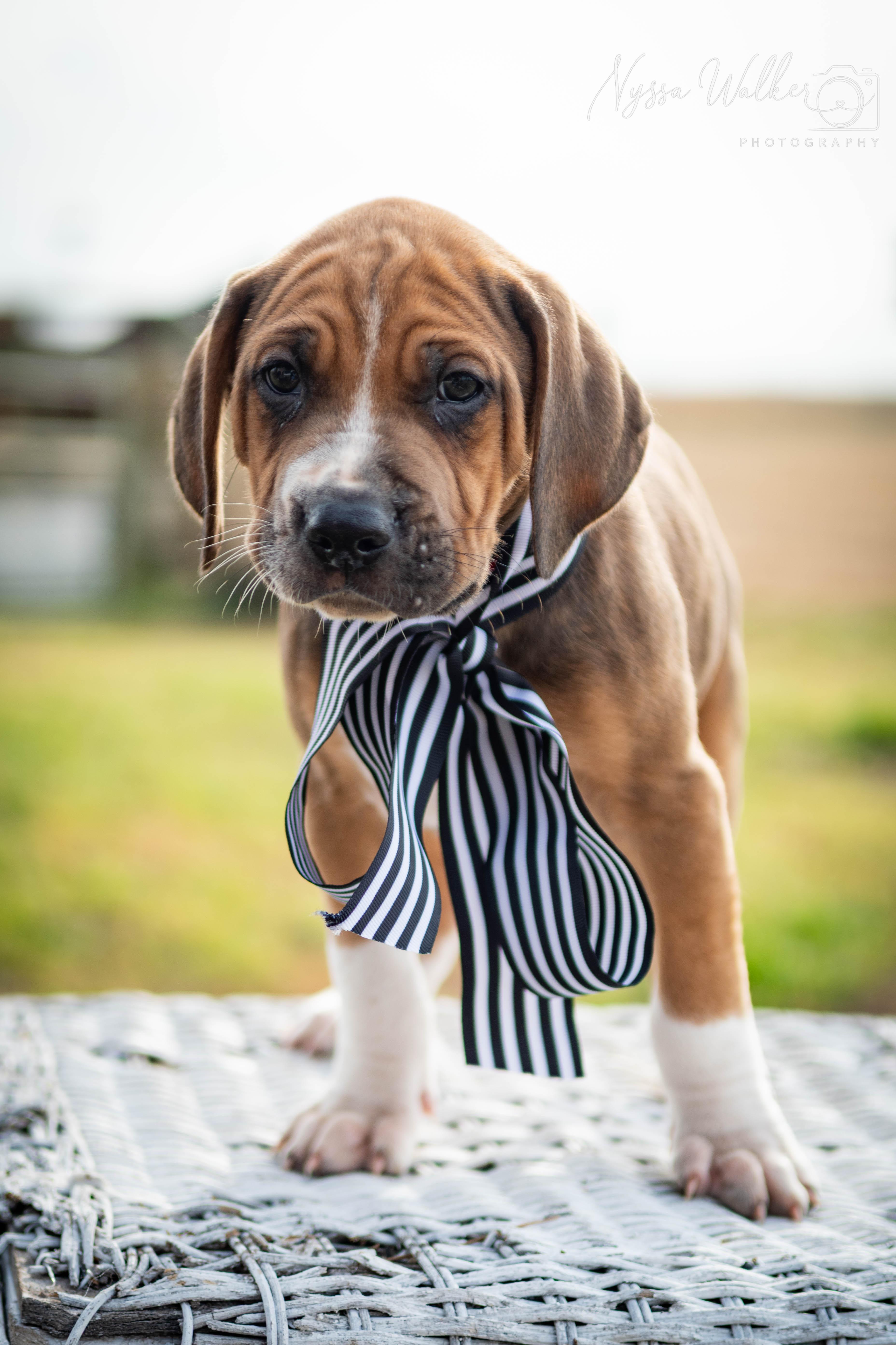 Enlarge Sequoia (Male), a Adoptable English Coonhound in TULSA, OK image 1/6