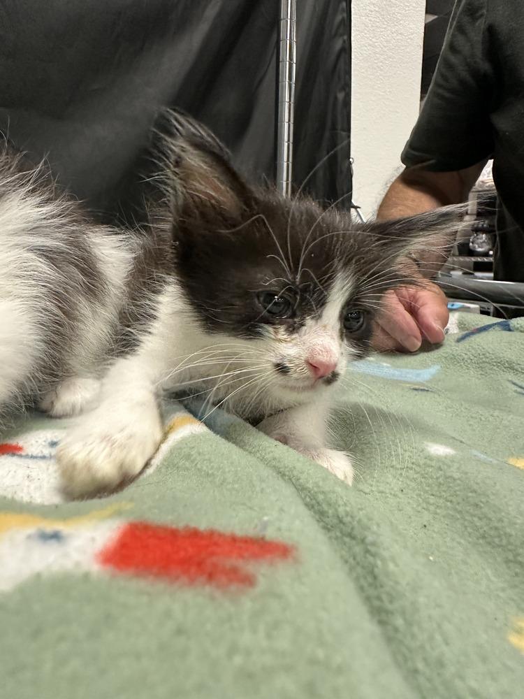 Enlarge Screech, a Adoptable mixed breed in Pacifica, CA image 1/1