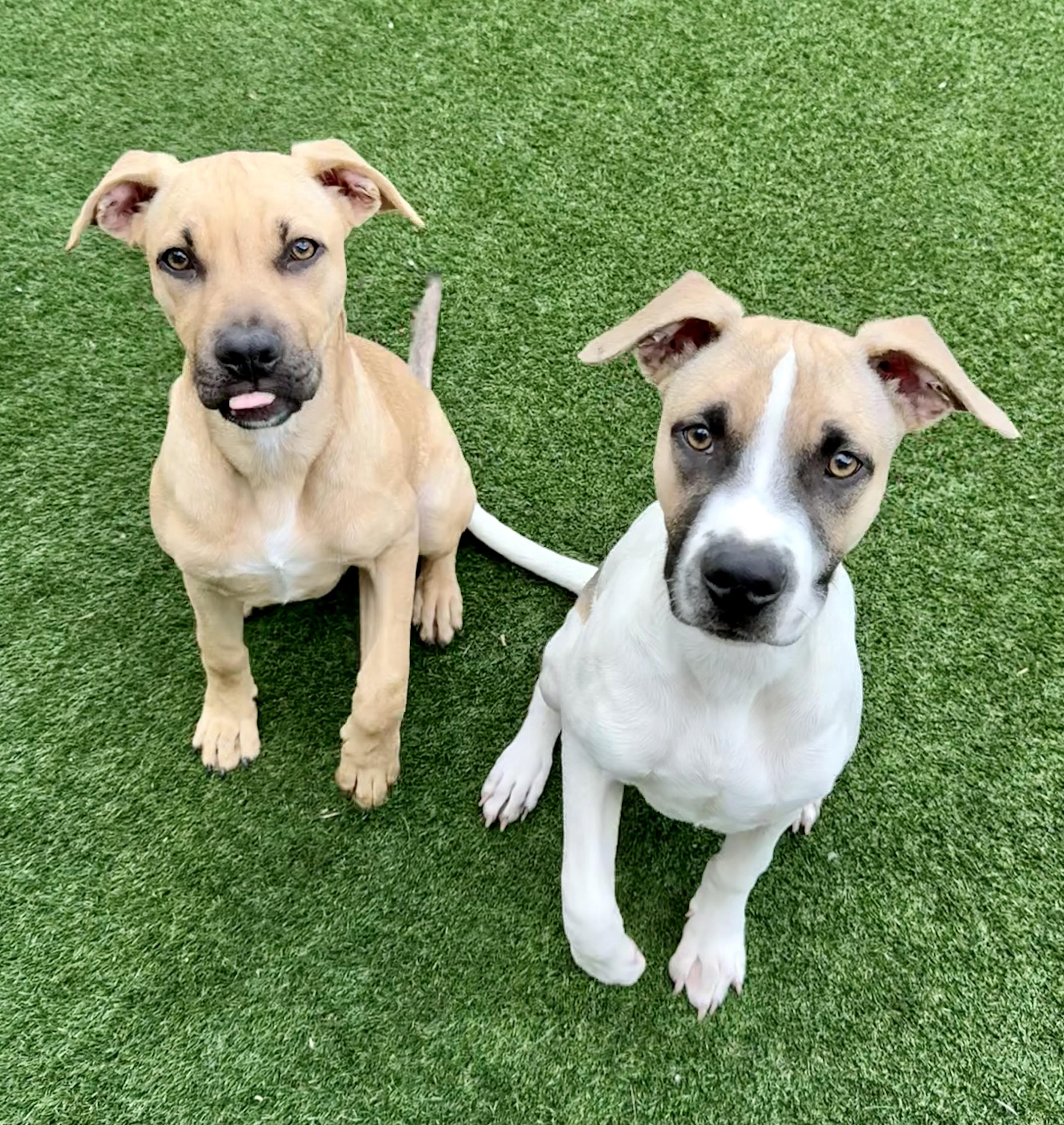 Wyatt — thumbnail 5