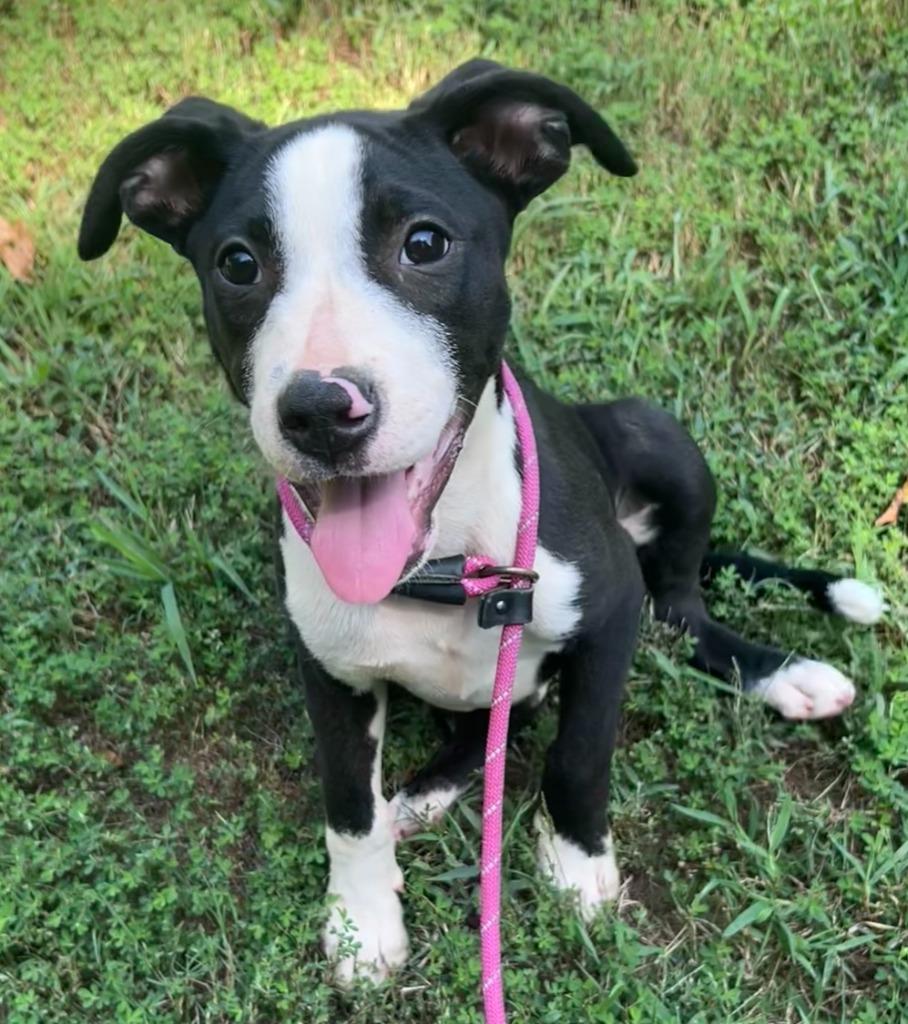 Enlarge Aramis, a Adoptable mixed breed in Madison, GA image 1/3