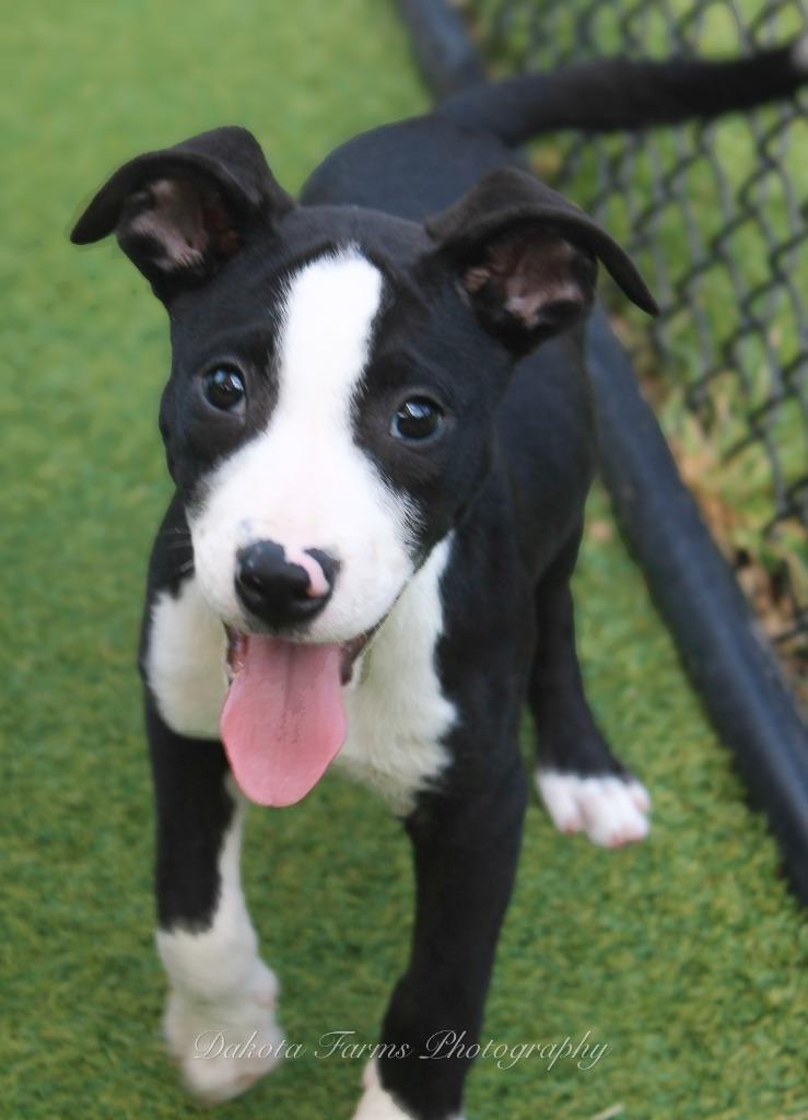 Aramis, Adoptable, Puppy Male American Bulldog & Mixed Breed.
