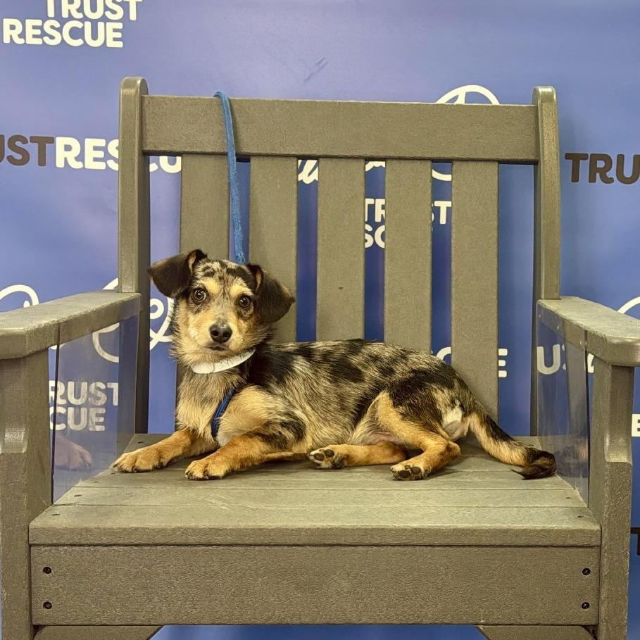 TALLY, Adoptable, Young Male Dachshund.