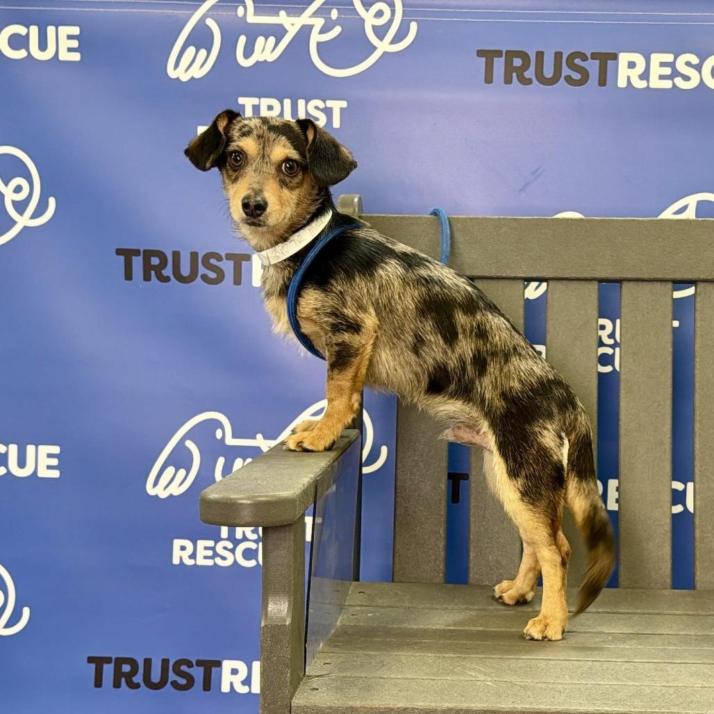 Enlarge TALLY, a Adoptable Dachshund in Berlin, NJ image 2/5