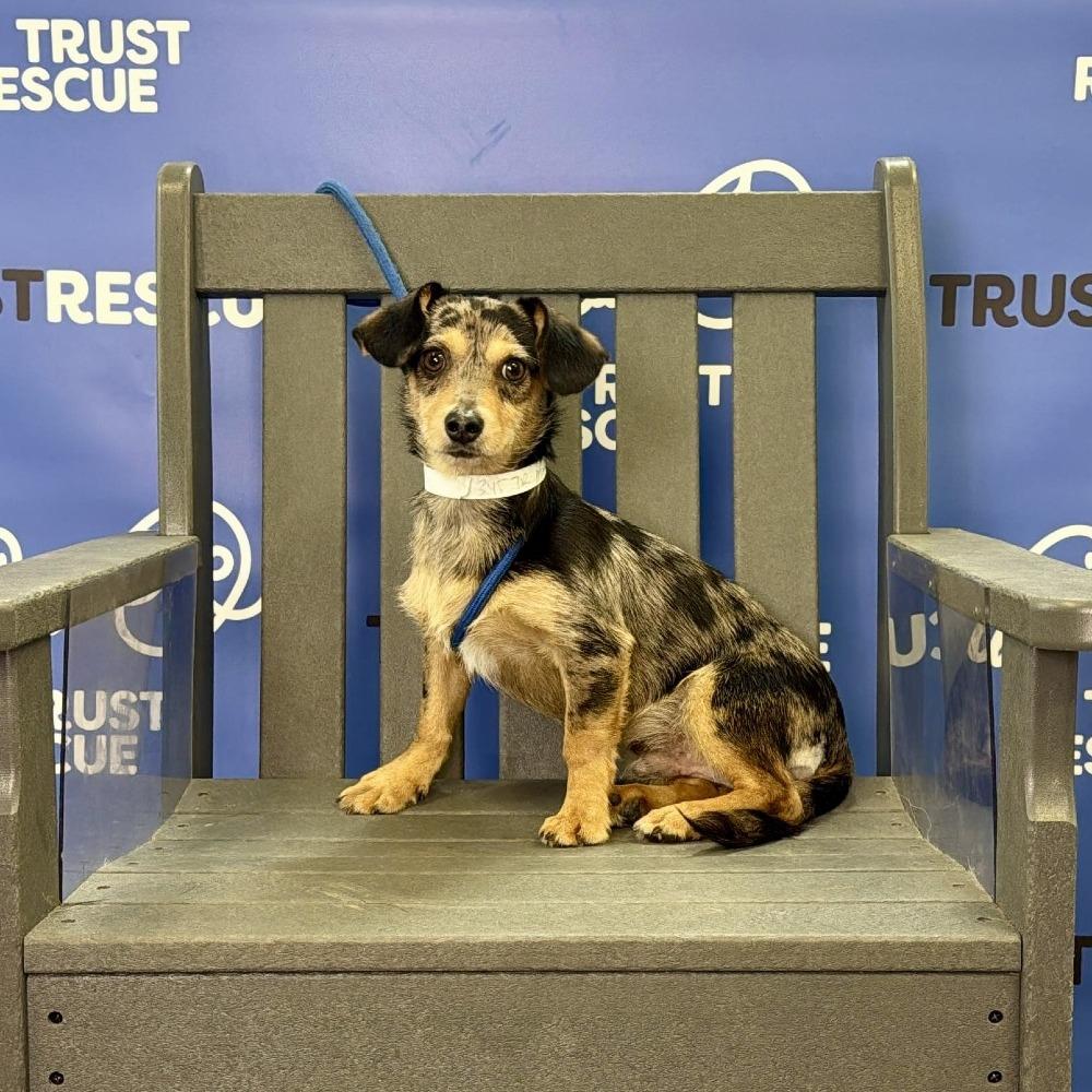 Enlarge TALLY, a Adoptable Dachshund in Berlin, NJ image 3/5