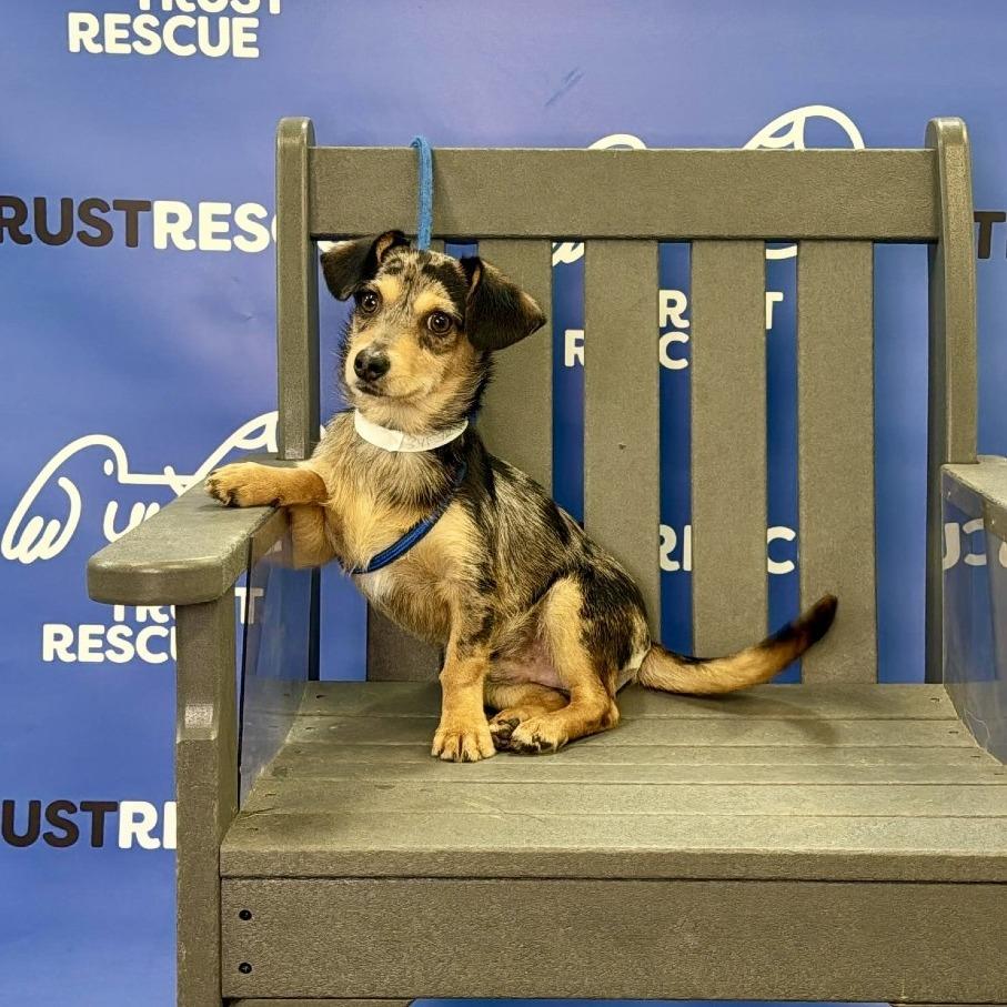 Enlarge TALLY, a Adoptable Dachshund in Berlin, NJ image 4/5