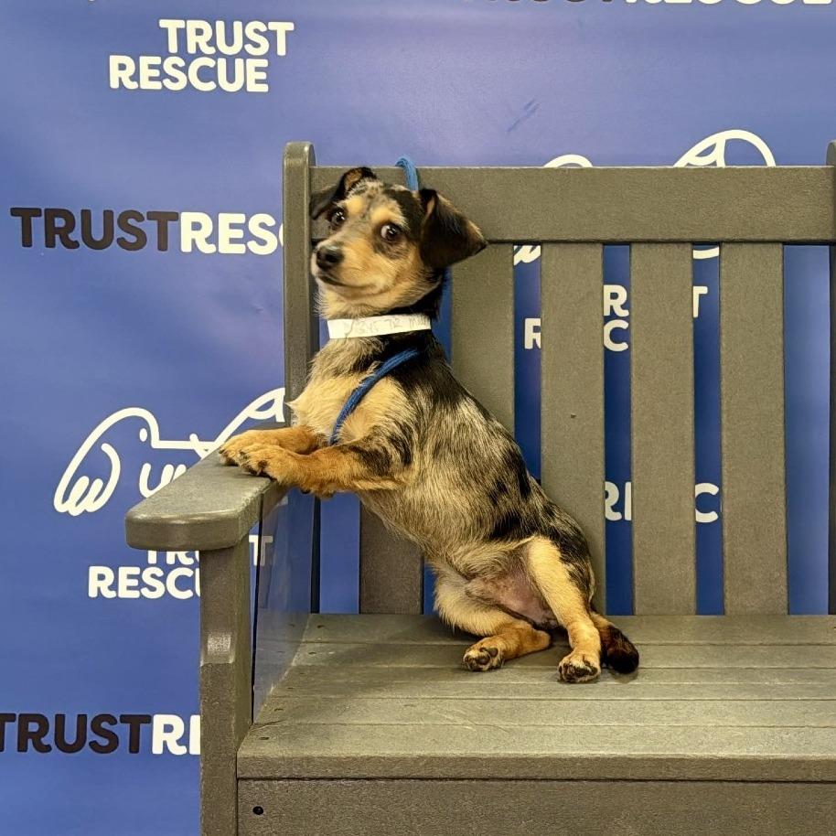 Enlarge TALLY, a Adoptable Dachshund in Berlin, NJ image 5/5