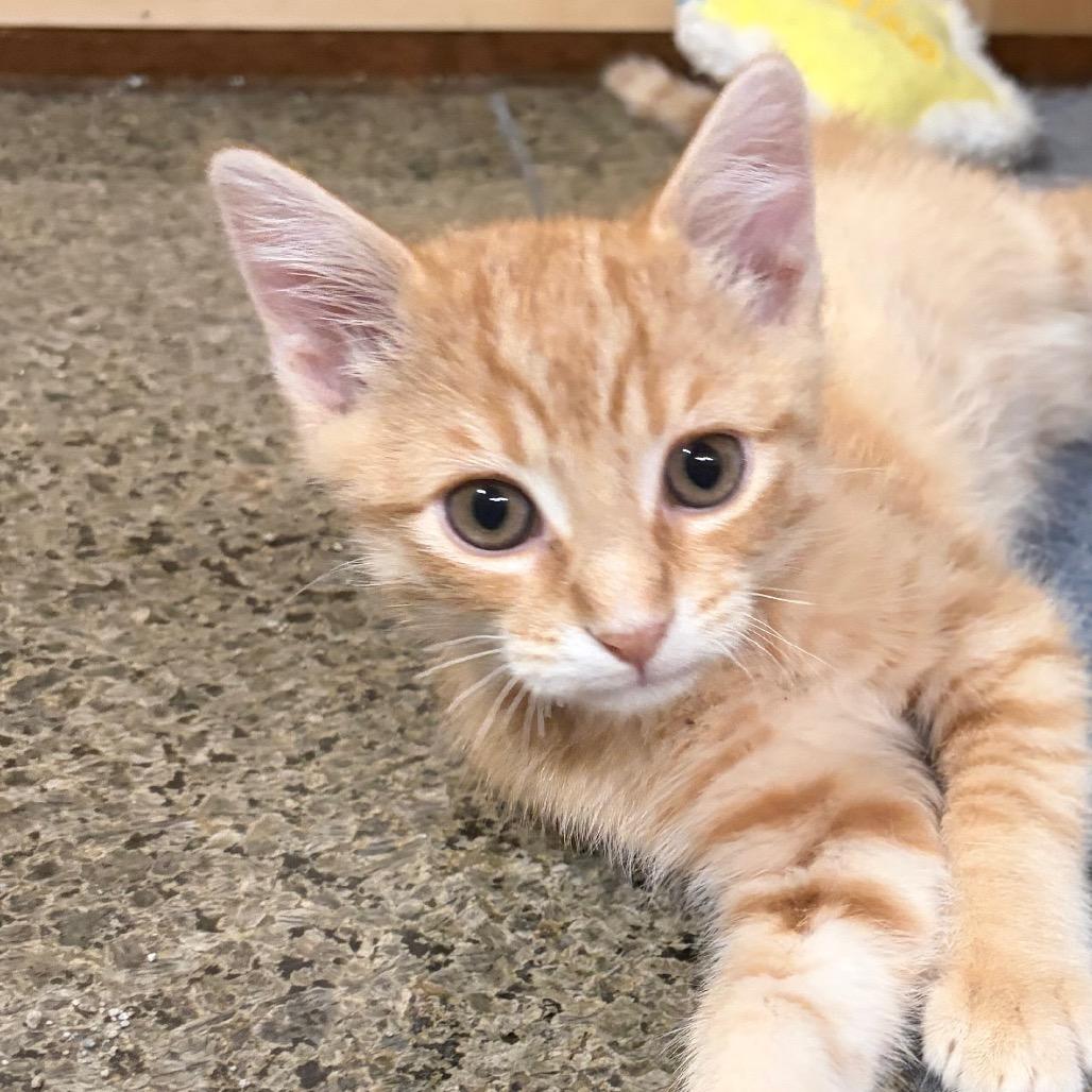 Turkey — thumbnail 4