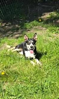 Enlarge MAISEY, a ADOPTABLE mixed breed in Reed City, MI image 2/3