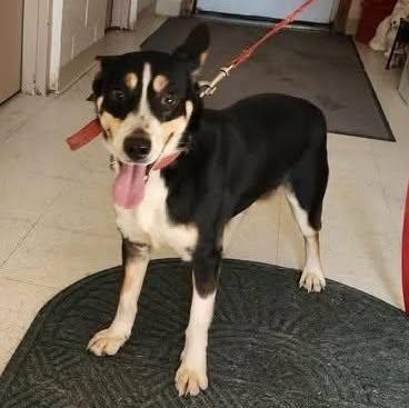 Enlarge MAISEY, a ADOPTABLE mixed breed in Reed City, MI image 1/3