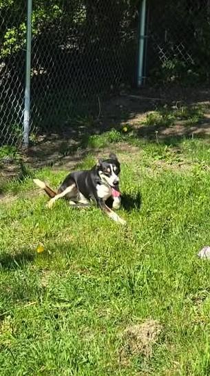 Enlarge MAISEY, a ADOPTABLE mixed breed in Reed City, MI image 3/3