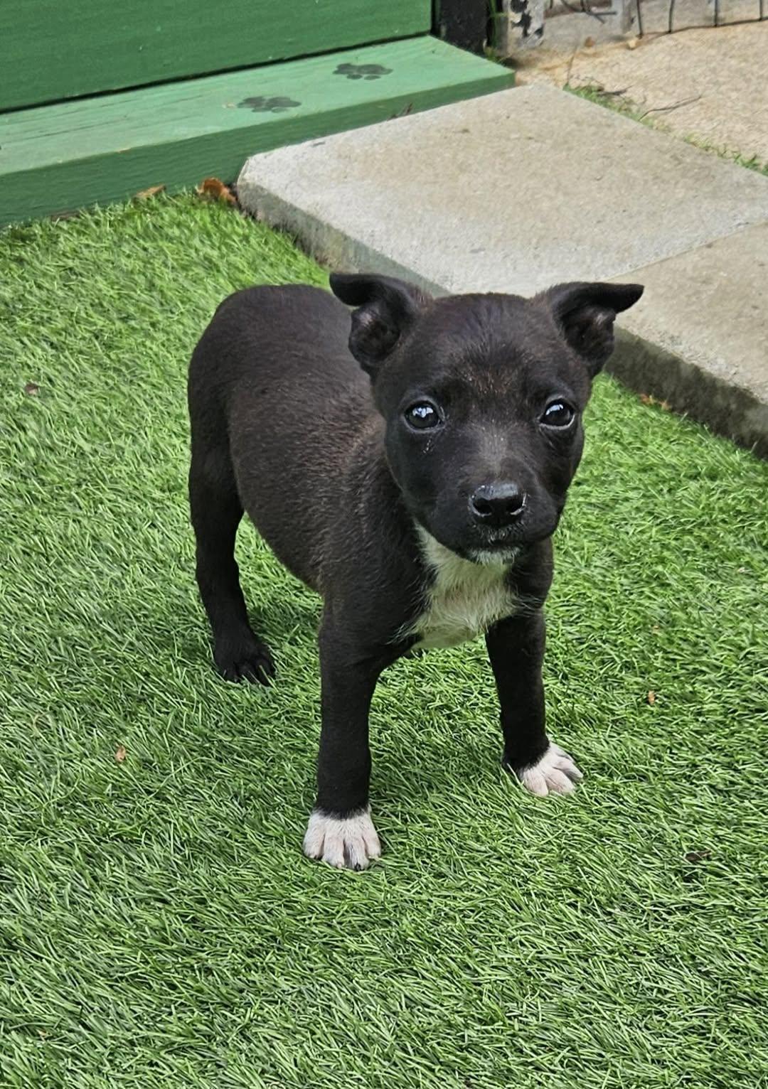 Enlarge Ellie, a ADOPTABLE mixed breed in Mount Pleasant, NC image 1/1