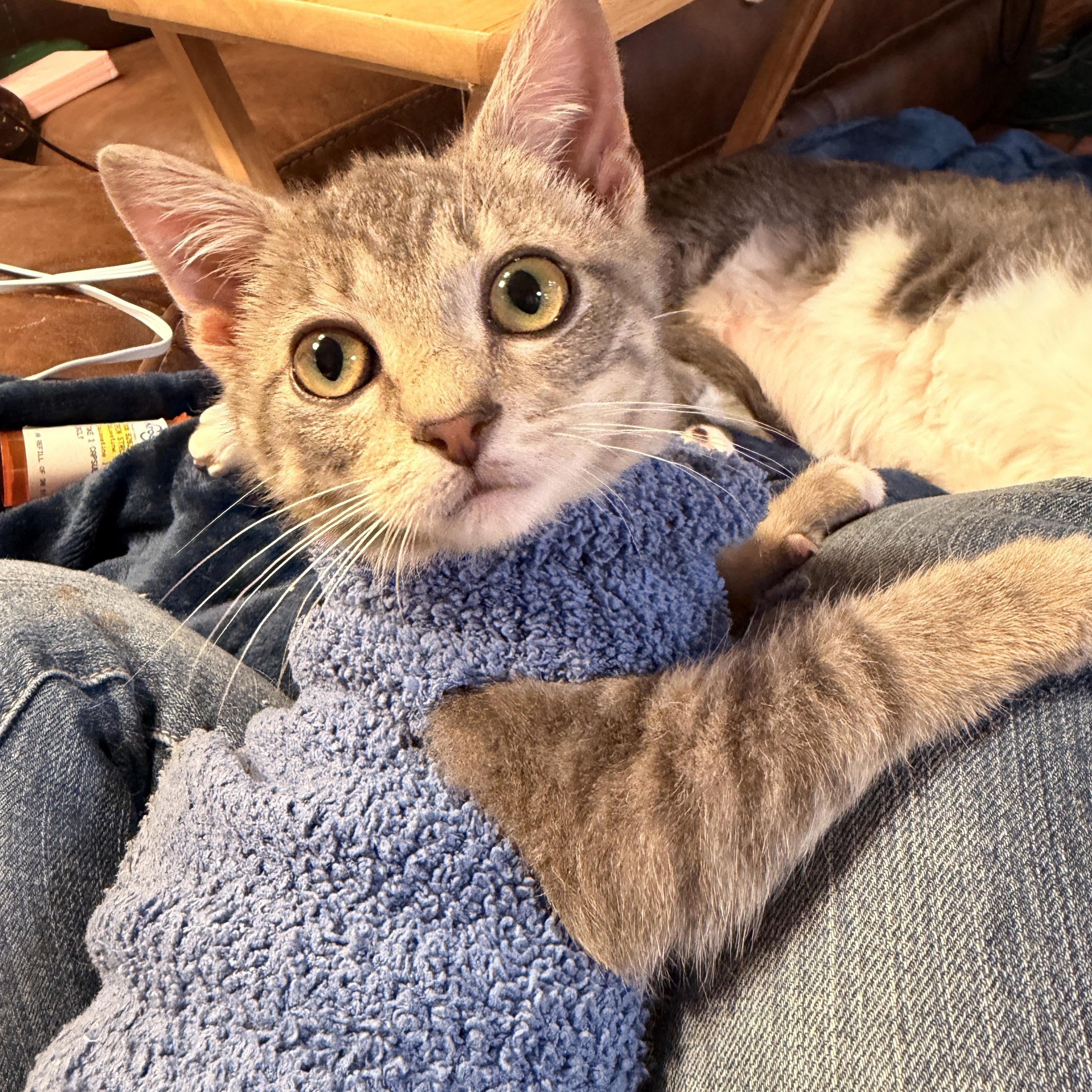 Enlarge Hubble, a Adoptable Domestic Short Hair in Suffolk, VA image 1/5