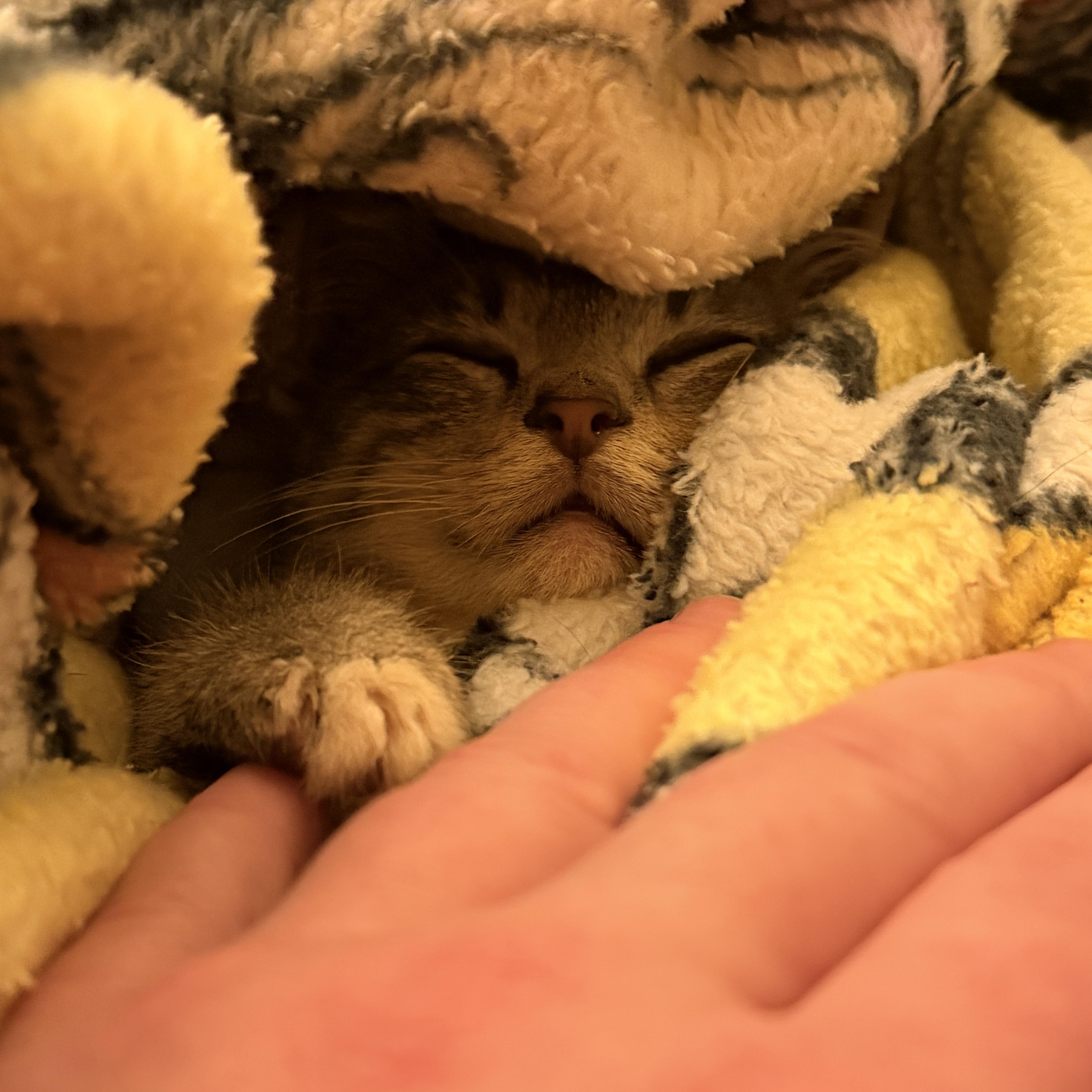 Enlarge Hubble, a Adoptable Domestic Short Hair in Suffolk, VA image 3/5