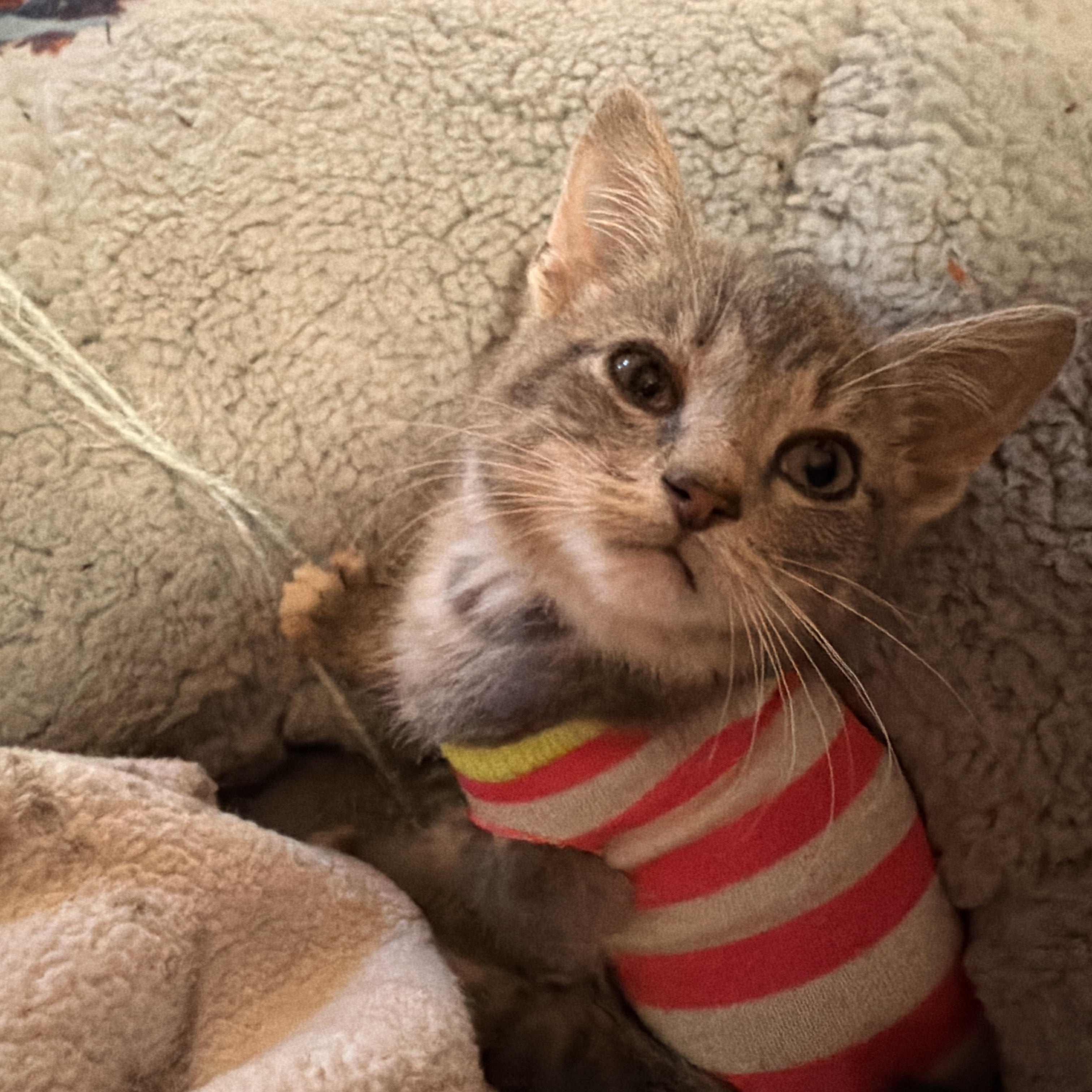 Enlarge Hubble, a Adoptable Domestic Short Hair in Suffolk, VA image 2/5