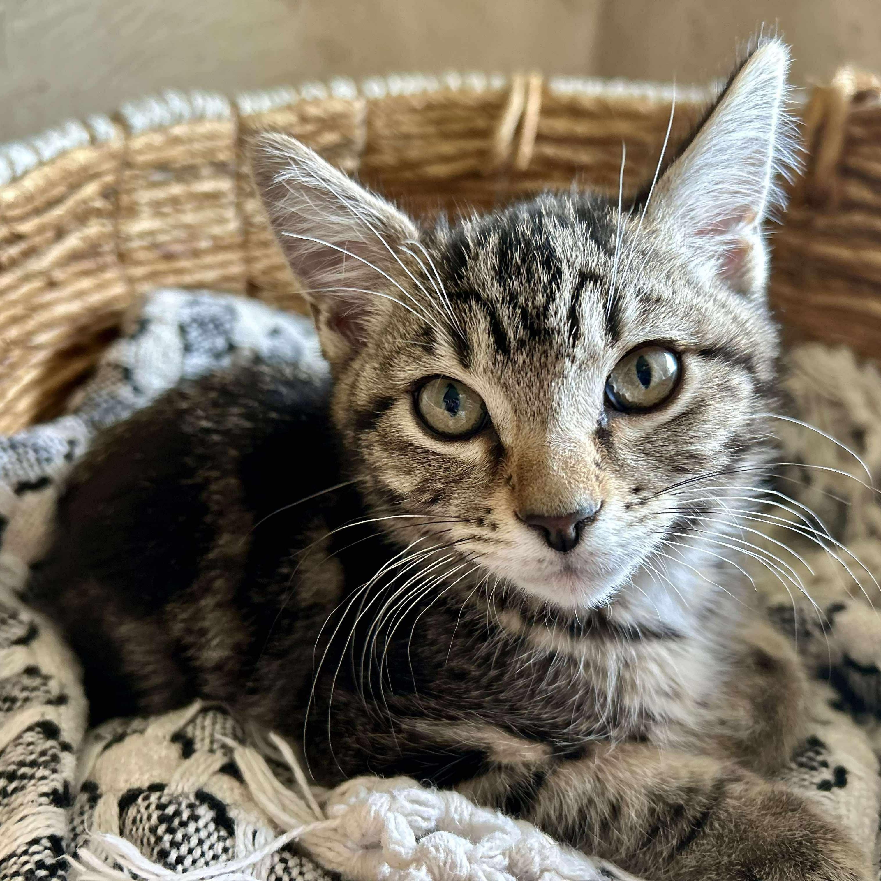 Charlie, Baby Male Domestic Short Hair