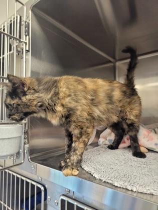 Calypso, Adoptable, Adult Female Domestic Short Hair & Domestic Short Hair.
