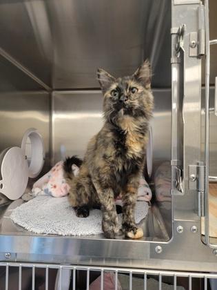 Enlarge Calypso, a Adoptable mixed breed in Fergus Falls, MN image 2/2