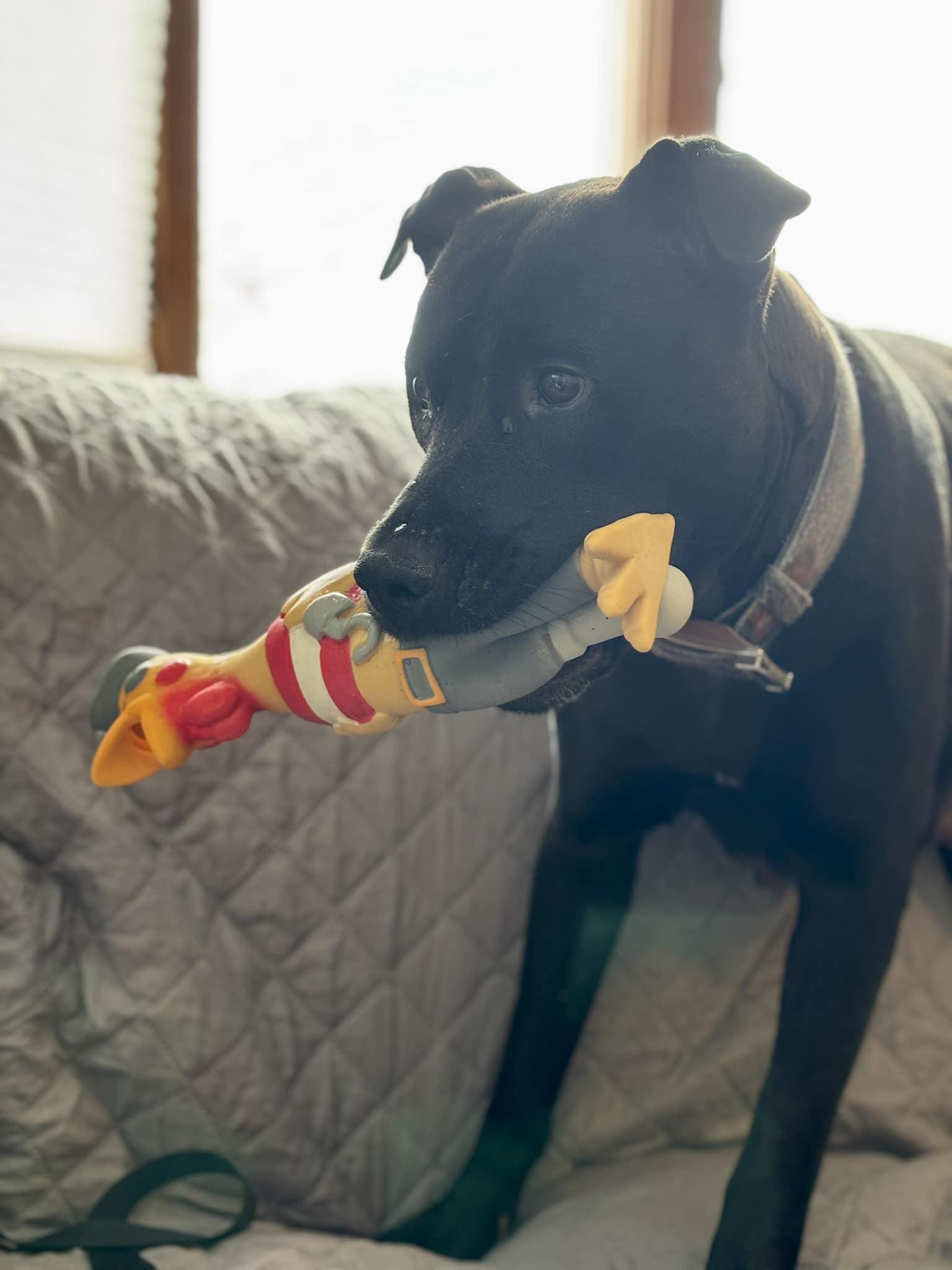 Daisy Mae, Adoptable, Adult Female Black Labrador Retriever.