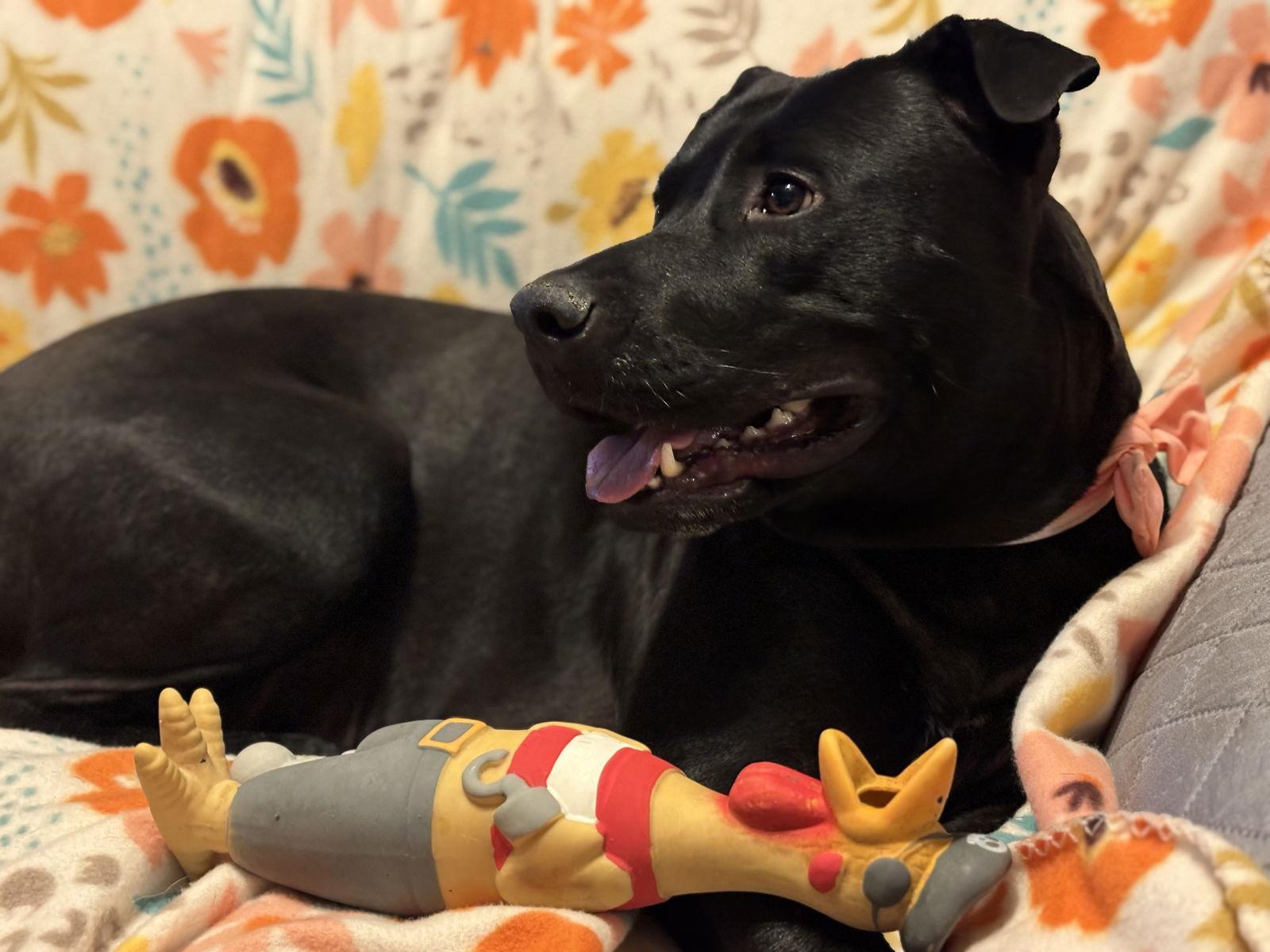 Daisy Mae, a Adoptable Black Labrador Retriever in Brooklyn Center, MN image 2/3