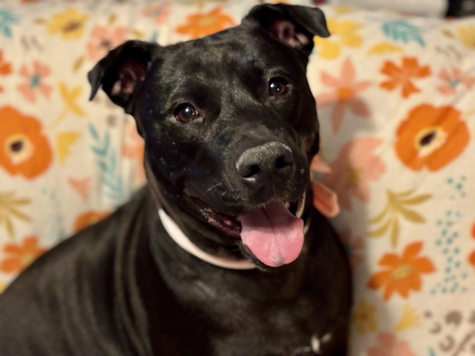 Daisy Mae, a Adoptable Black Labrador Retriever in Brooklyn Center, MN image 3/3