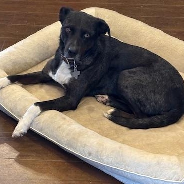 KEARNEY, Adoptable, Adult Female Labrador Retriever.