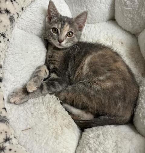 Penelope, a Adoptable mixed breed in Hampton, VA image 1/3