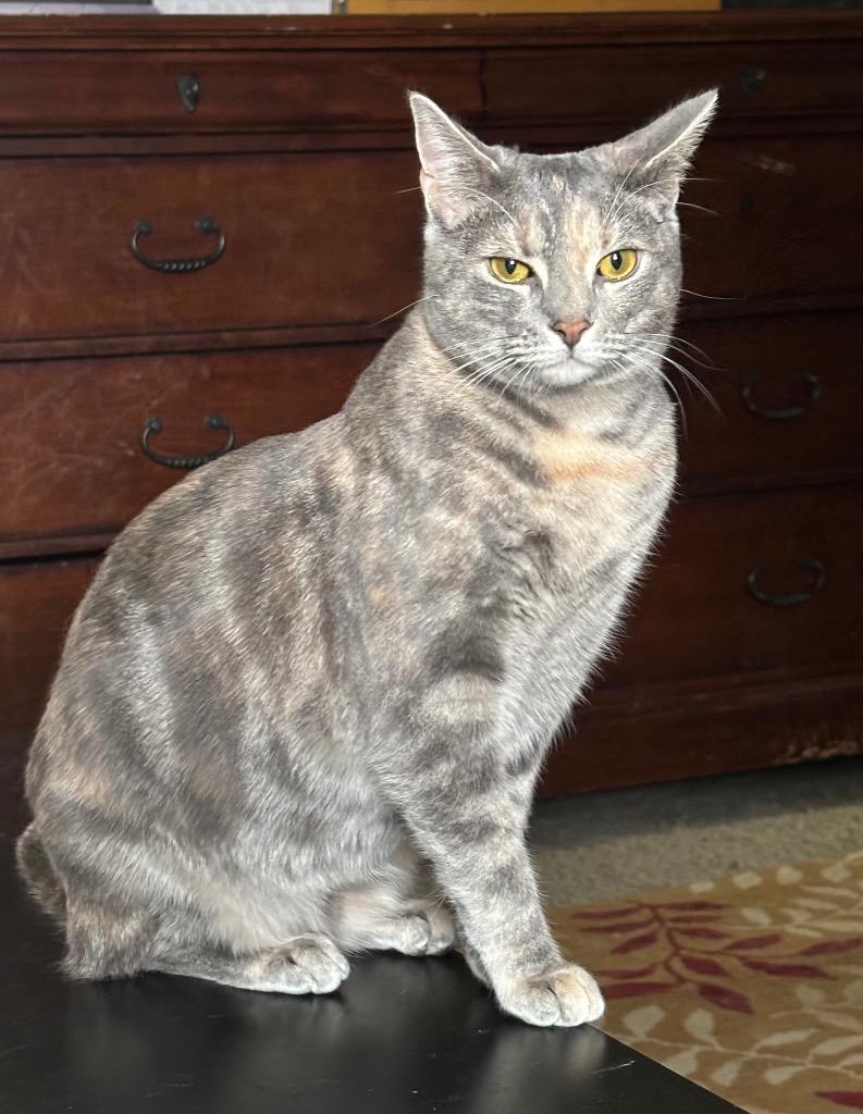 Enlarge Penelope, a Adoptable mixed breed in Hampton, VA image 2/3