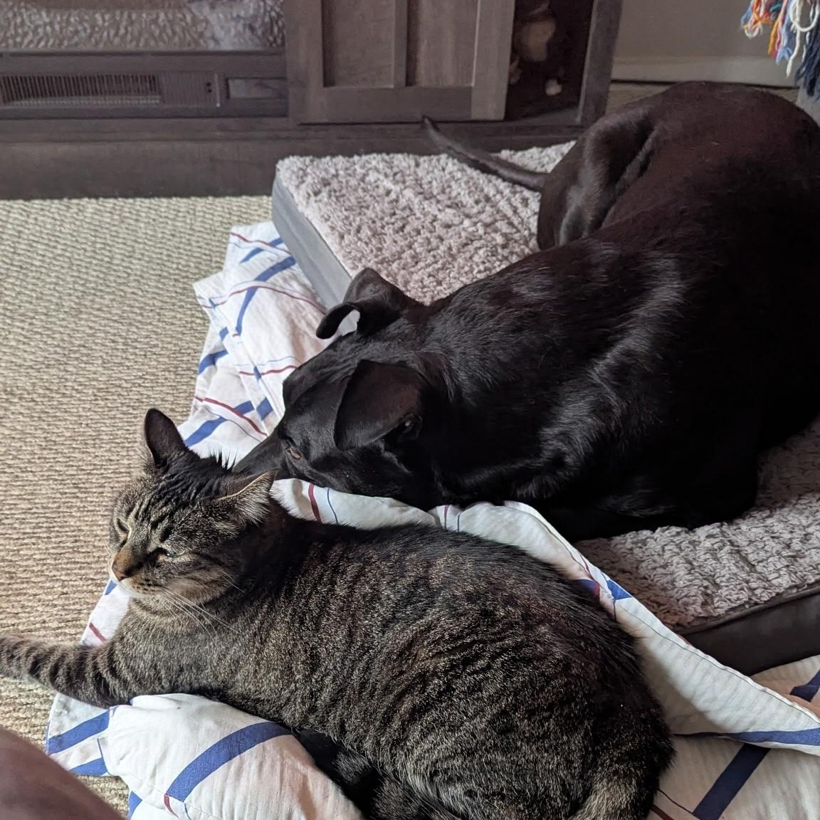 Ollie, a Adoptable mixed breed in Woodstock, ON image 1/6