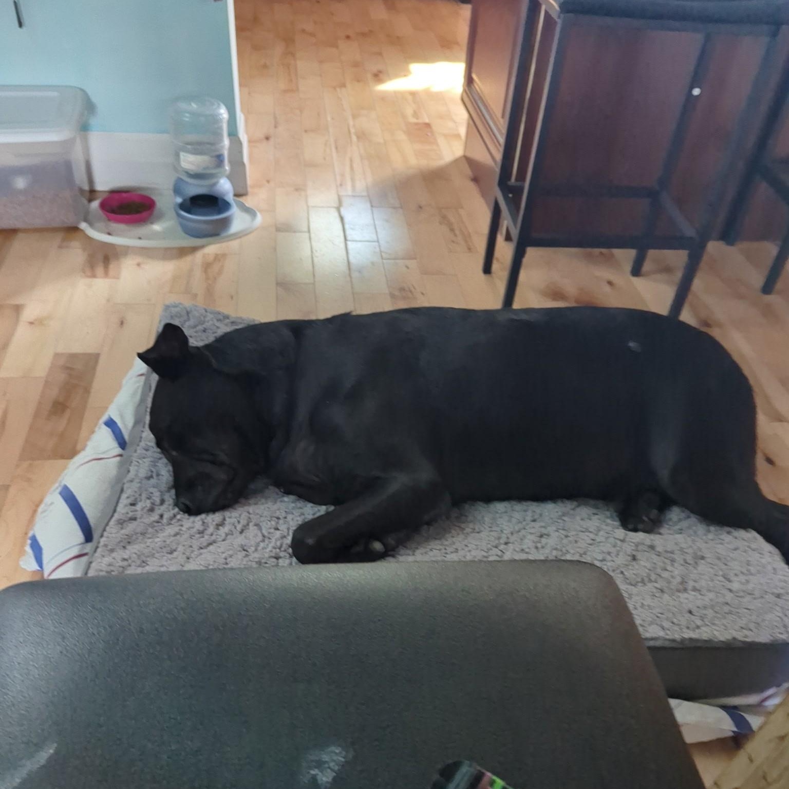 Ollie, a Adoptable mixed breed in Woodstock, ON image 2/6