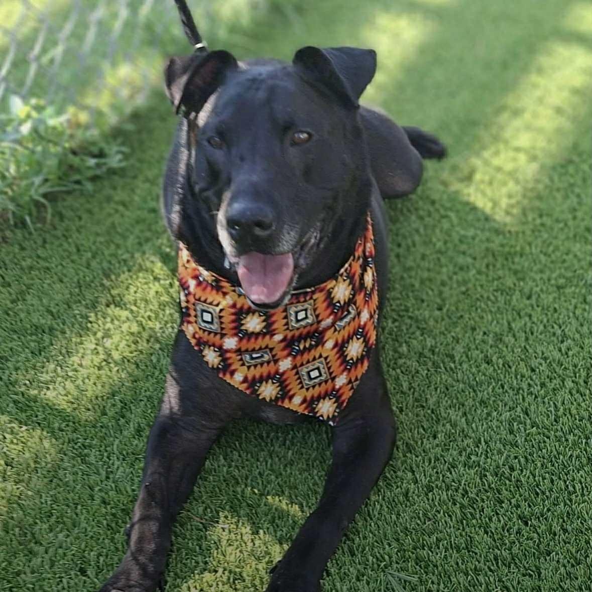 Ollie, Adoptable, Senior Male Labrador Retriever.