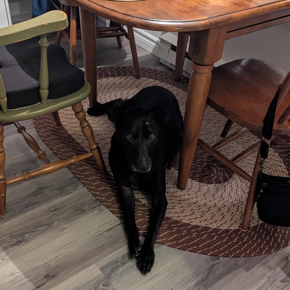 Ollie, a Adoptable mixed breed in Woodstock, ON image 3/6