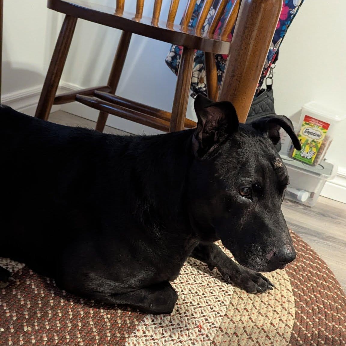 Ollie, Adoptable, Senior Male Labrador Retriever.